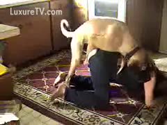 Husband watches proudly as his dirty slut wife copulates the family dog 
